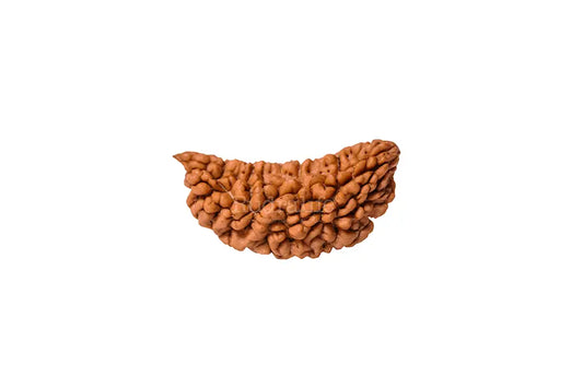 One Mukhi Super Collector Without Capping - Nepali Rudraksha