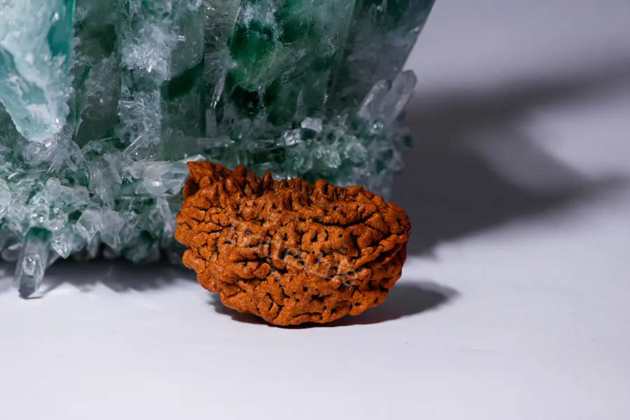 One Mukhi Super Collector Without Capping - Nepali Rudraksha